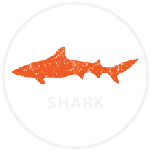 shark icon