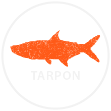 tarpon fish icon